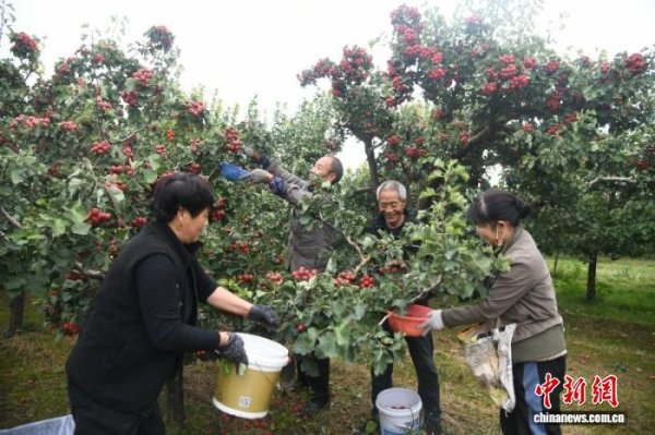 大牛时代配资 （乡村行·看振兴）山西闻喜：5.1万亩山楂“红”了产业 富了农户